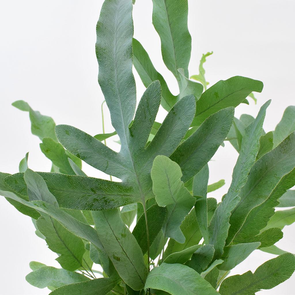 Blue Star Fern Mandaianum (Phlebodium aureum)