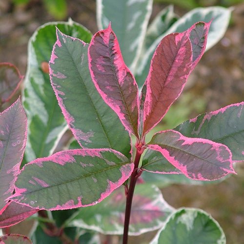Photinia Marble Pink (Photinia) - Ladybird Nursery