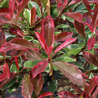 Photinia Marble Pink (Photinia)