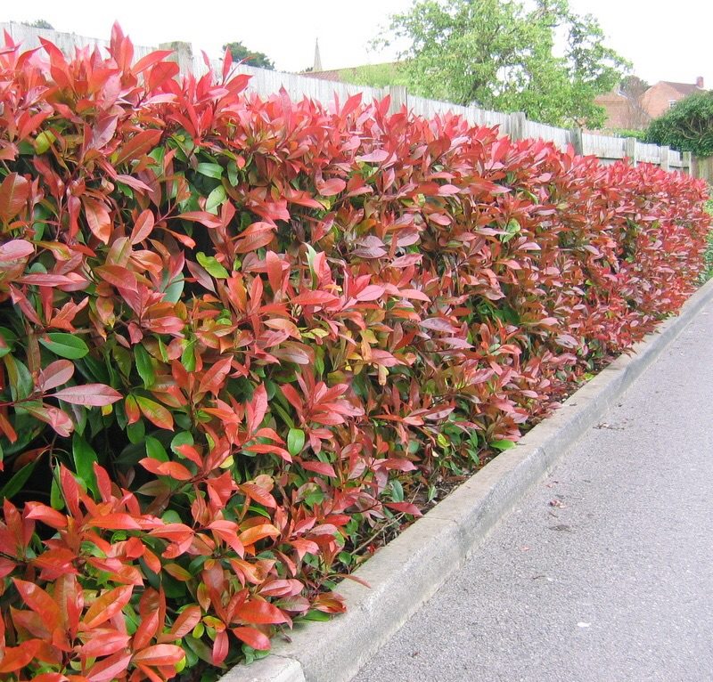 Photinia Red Robin - Ladybird Nursery