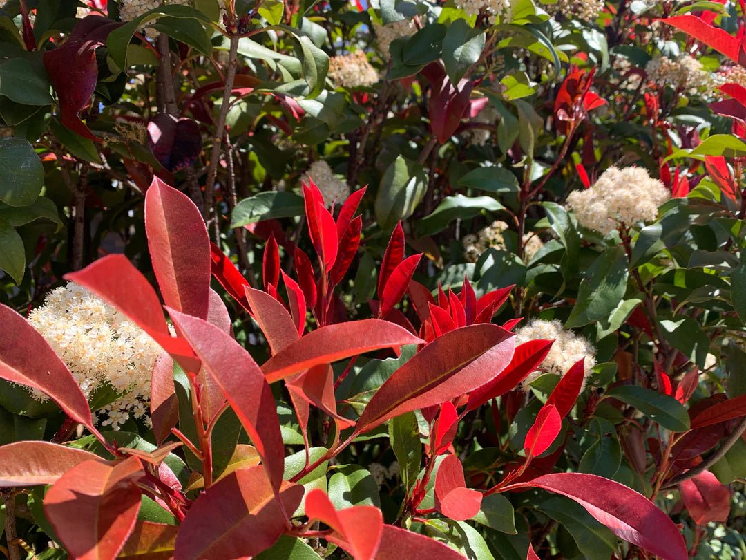 Red Tip Photinia fraseri Thin Red™ (Photinia x) - Ladybird Nursery