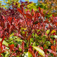 Red Tip Photinia fraserii Camilvy (Photinia x)
