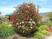 Red Tip Photinia Robin (Photinia fraserii)