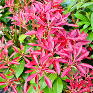 Photinia rubens (Photinia glabra)
