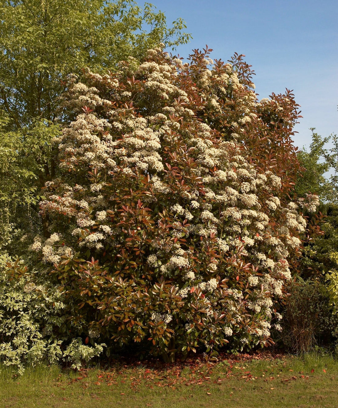 Variegated Photinia (Photinia spp.) - Ladybird Nursery