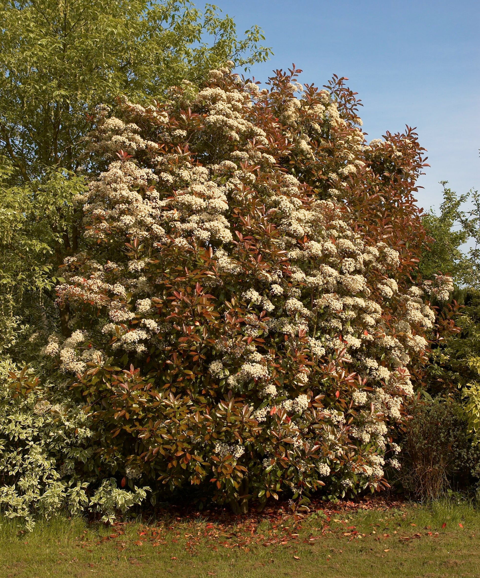 Variegated Photinia (Photinia spp.)
