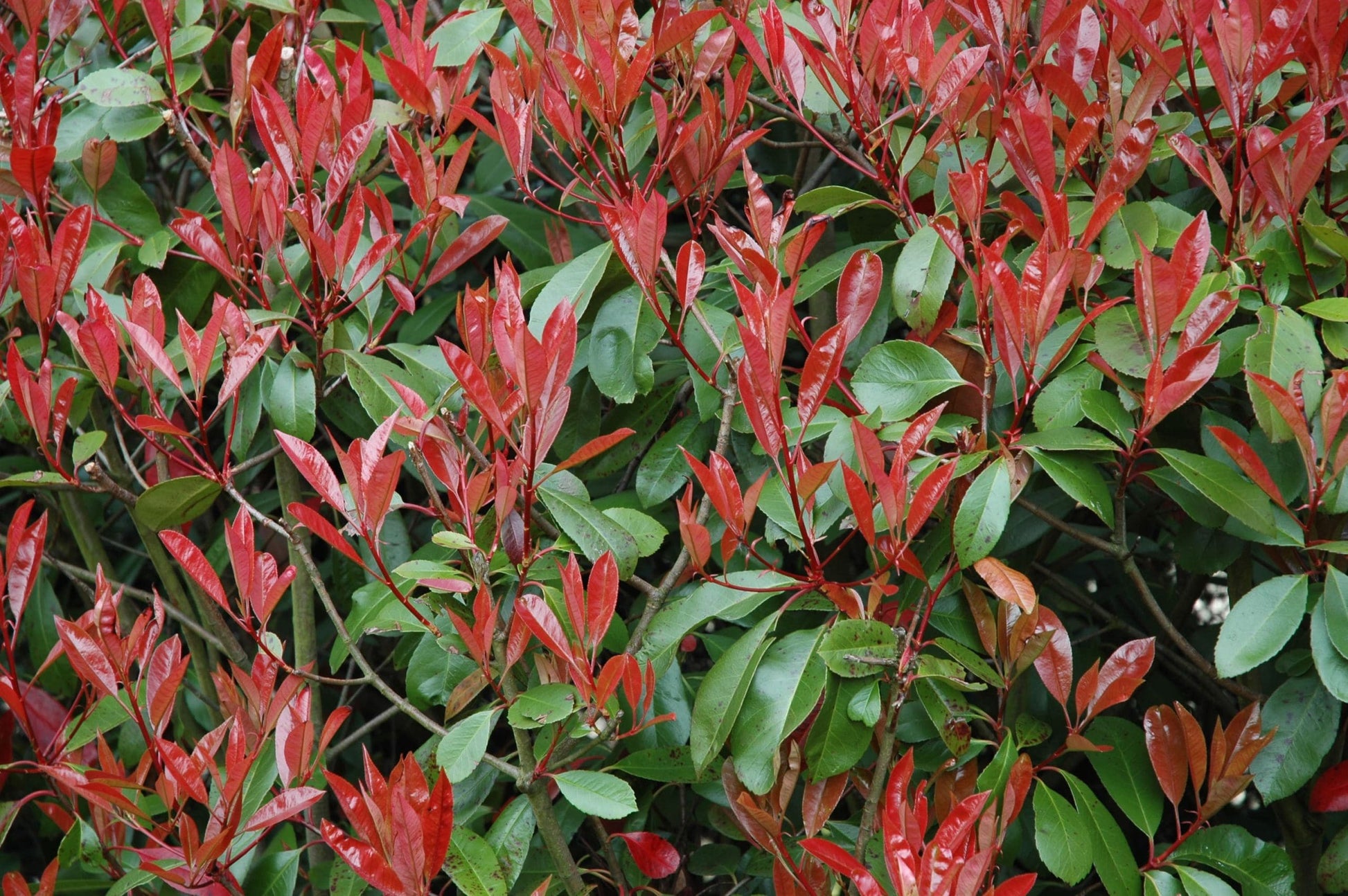 Red Tip Photinia Robin (Photinia fraseri)