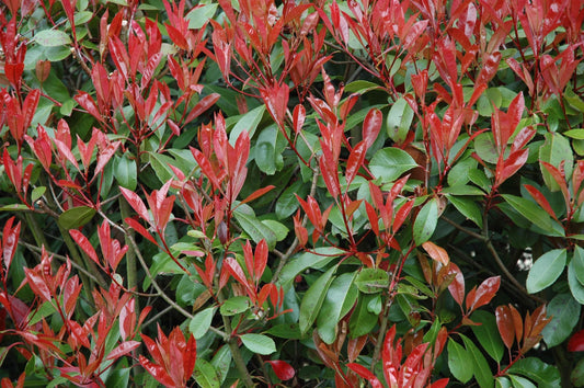 Red Tip Photinia Robin (Photinia fraserii)