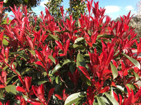 Photinia (Photinia robusta)