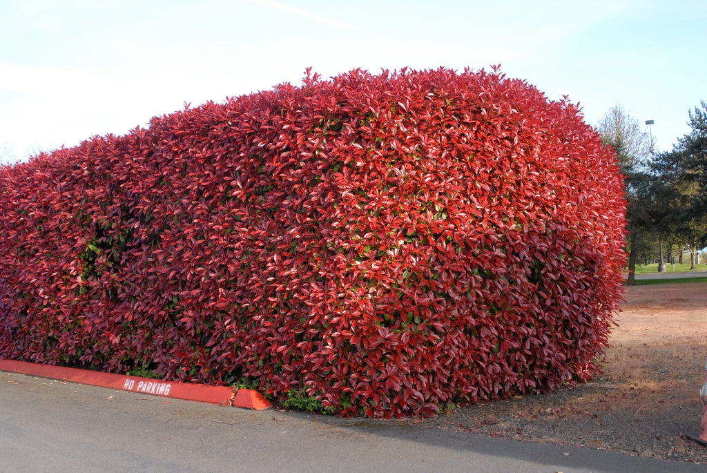 Red Tip Photinia Robin (Photinia fraseri)