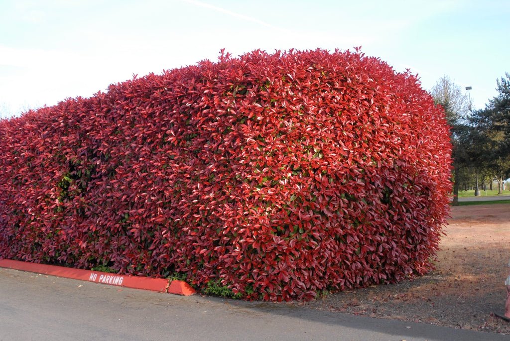 Red Tip Photinia Robin (Photinia fraseri) - Ladybird Nursery