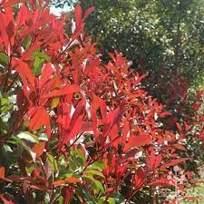 Photinia rubens (Photinia glabra)