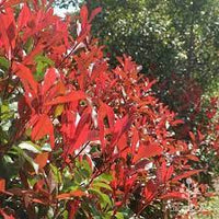 Photinia rubens (Photinia glabra)
