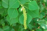 Chinese Tallow Tree Form (Triadica sebifera)