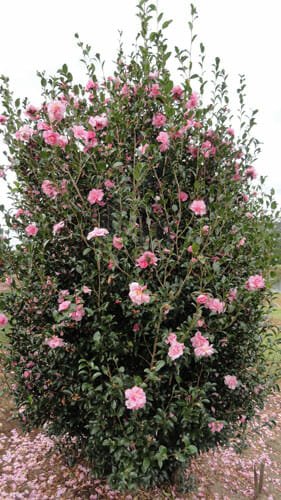 Camellia 'Jennifer Susan' - Advanced (PICK UP ONLY) - Ladybird Nursery