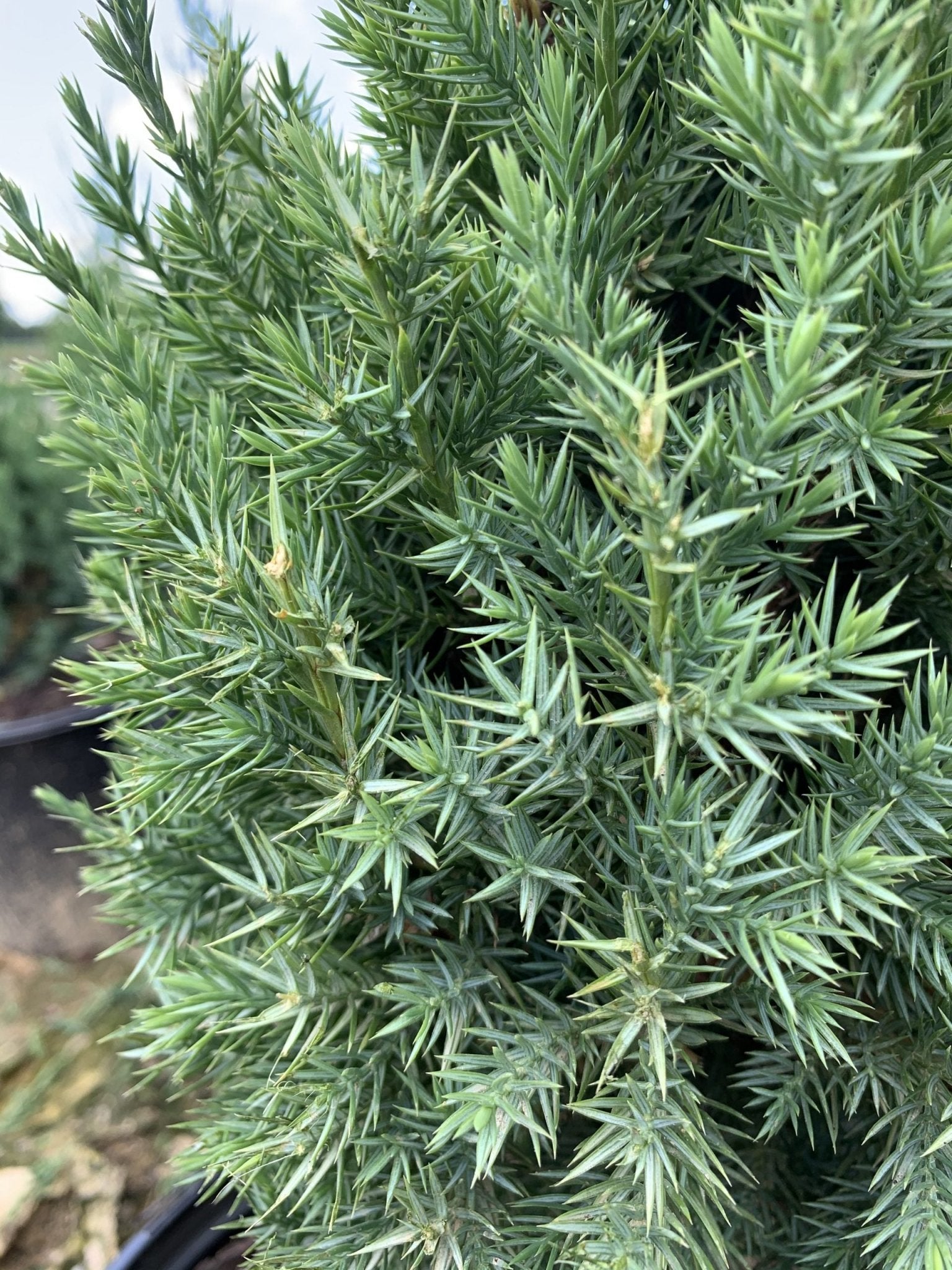 Chinese Juniper Blue Point (Juniperus chinensis) - Ladybird Nursery