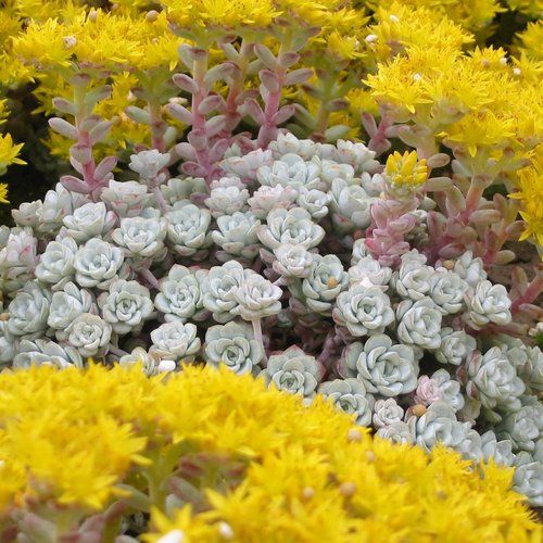 Stonecrop (Sedum spathulifolium)