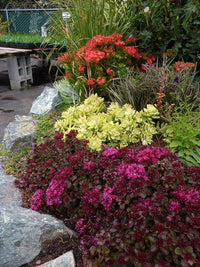 Stonecrop Voodoo (Sedum spurium) - Ladybird Nursery