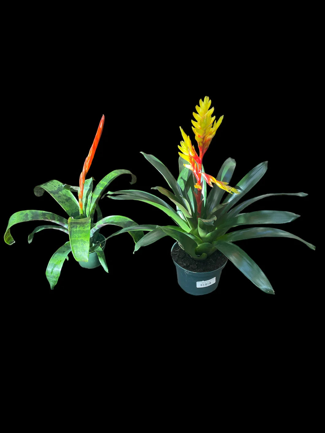 Bromeliad Assorted (Bromeliad spp.)