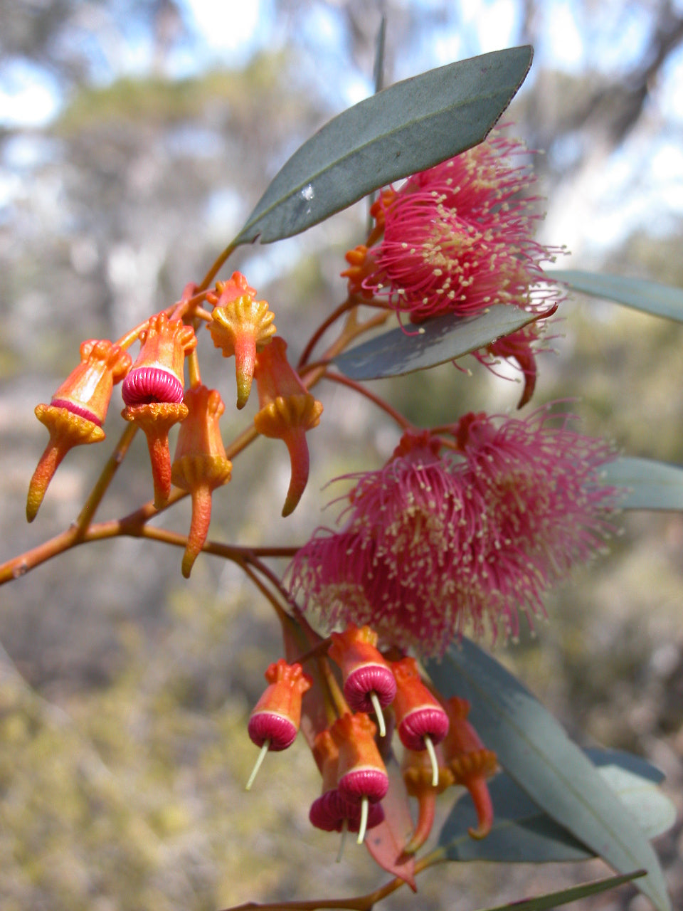Coral Gum (Eucalyptus torquata)