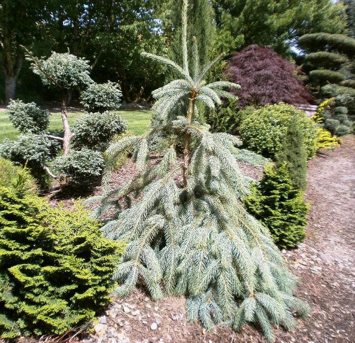 Engelmann Spruce Bushs Lace (Picea engelmannii)