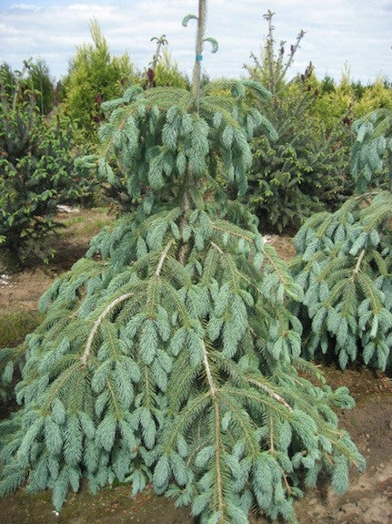 Engelmann Spruce Bushs Lace (Picea engelmannii)