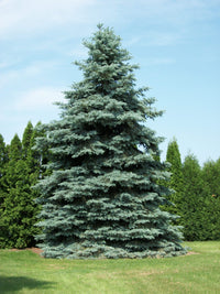 Blue Spruce Glauca (Picea pungens)
