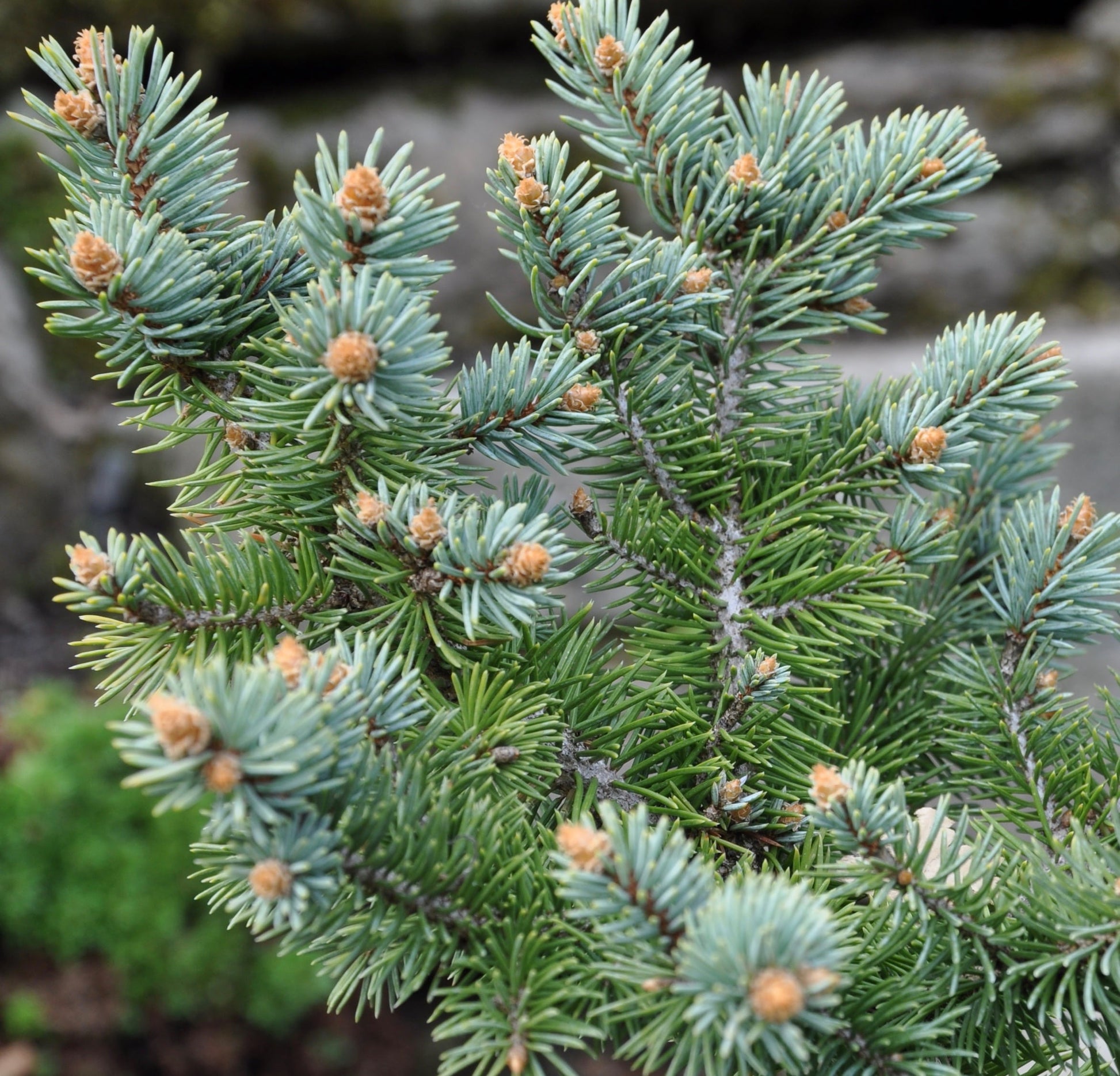 Blue Spruce Glauca (Picea pungens)