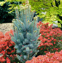 Blue Spruce Iseli Fastigiate (Picea pungens)