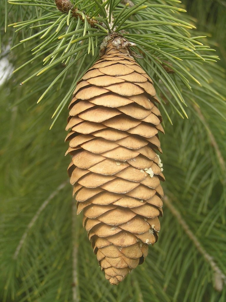 Himalayan Spruce (Picea smithiana) - Ladybird Nursery