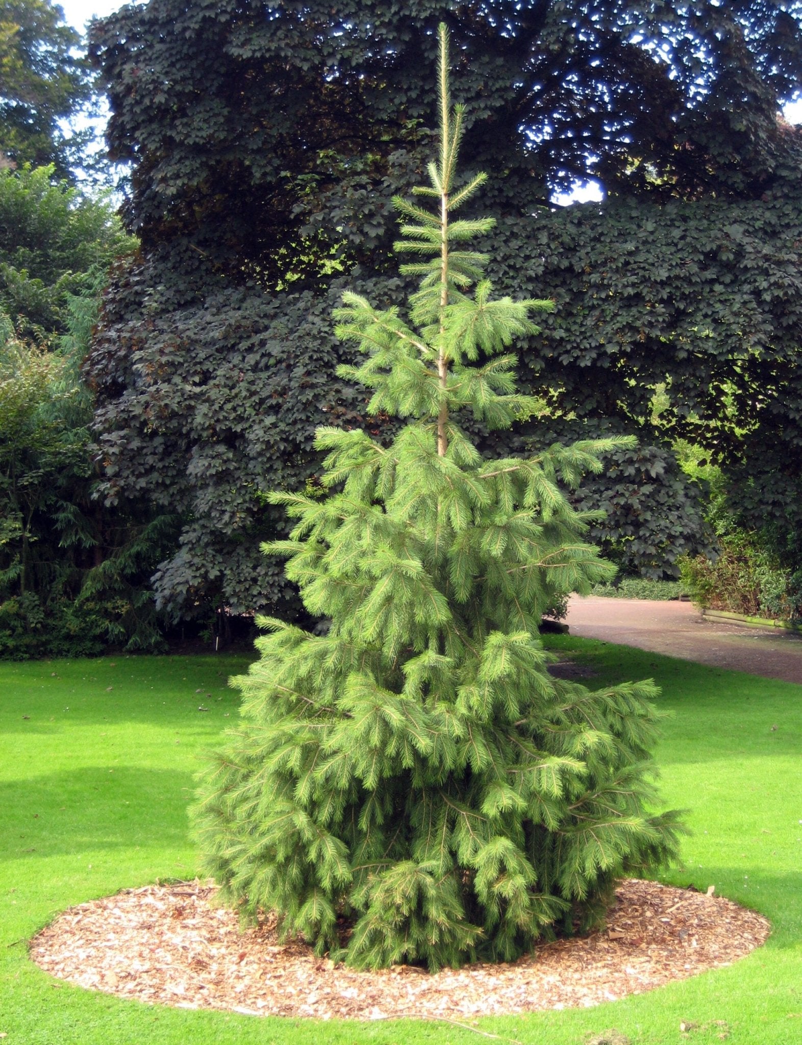 Himalayan Spruce (Picea smithiana) - Ladybird Nursery