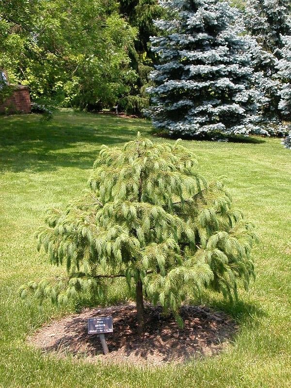 Himalayan Spruce (Picea smithiana) - Ladybird Nursery
