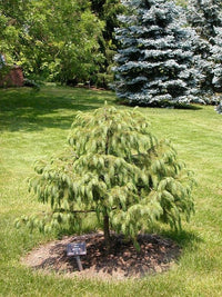 Himalayan Spruce (Picea smithiana) - Ladybird Nursery