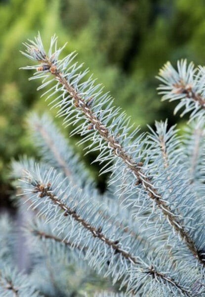 Picea pungens 'Blue Diamond' - Ladybird Nursery