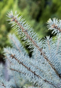 Picea pungens 'Blue Diamond' - Ladybird Nursery