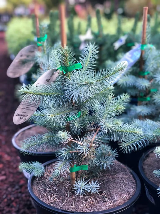 Picea pungens 'Blue Diamond' young tree with blue-green needles in black nursery pot ready for home delivery