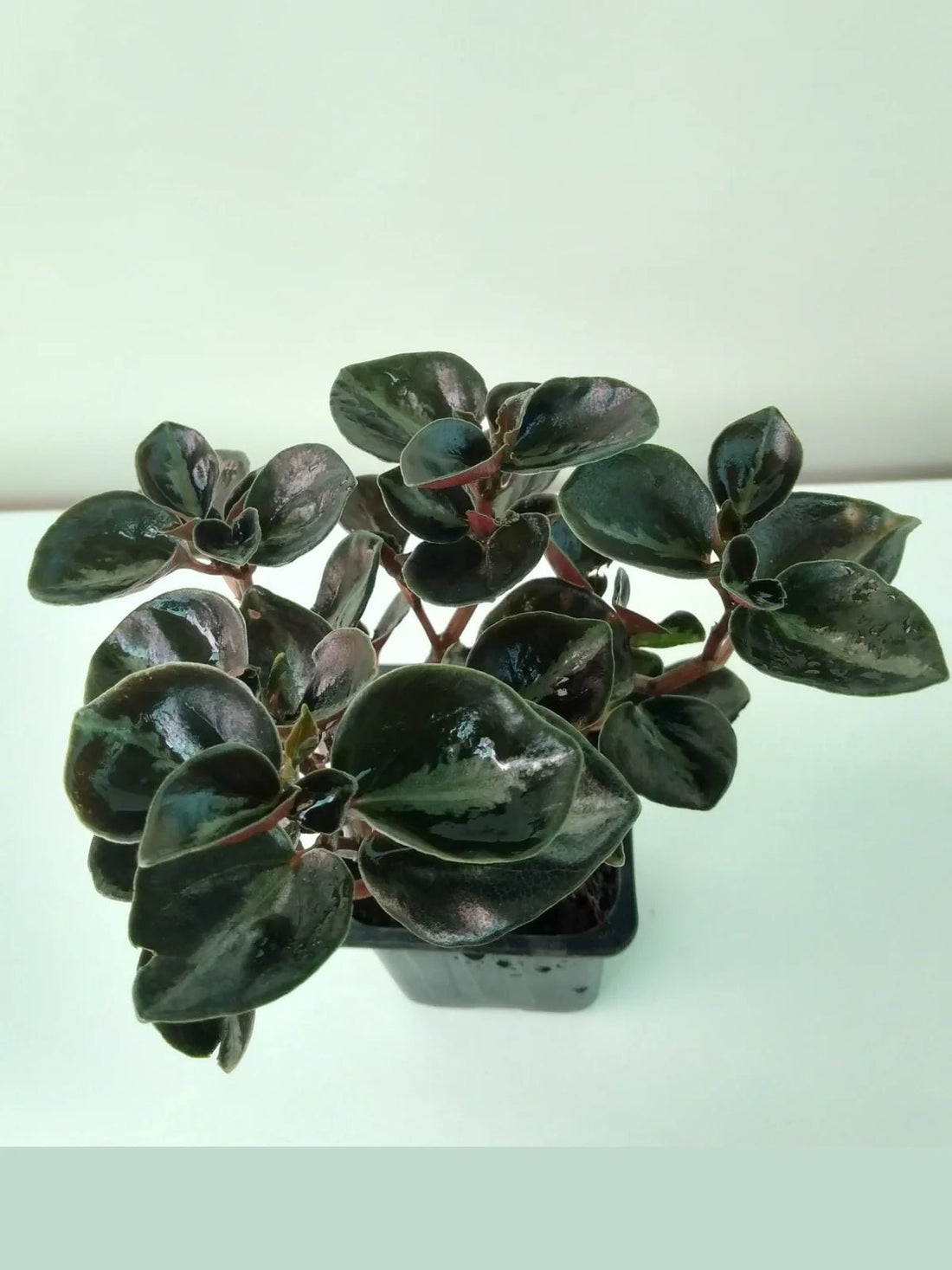 Peperomia Galaxy (Peperomia metallica) - Ladybird Nursery