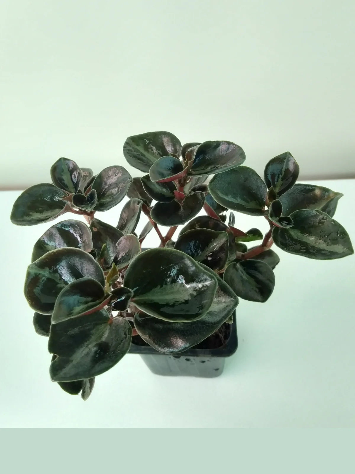 Peperomia Galaxy (Peperomia metallica)