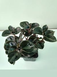 Peperomia Galaxy (Peperomia metallica)