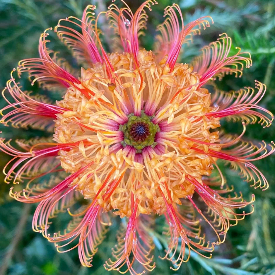 Heath-leaved Banksia (Banksia ericifolia)