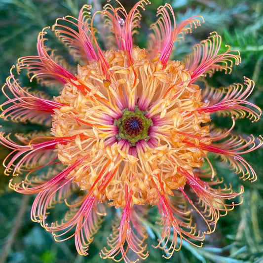 Heath-leaved Banksia (Banksia ericifolia)