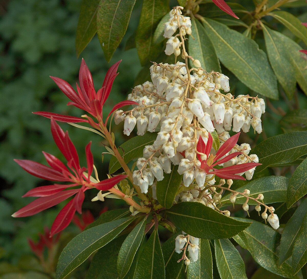 Pieris Forest Flame (Pieris)