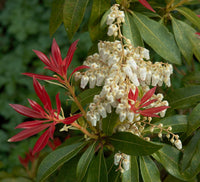 Pieris Forest Flame (Pieris)