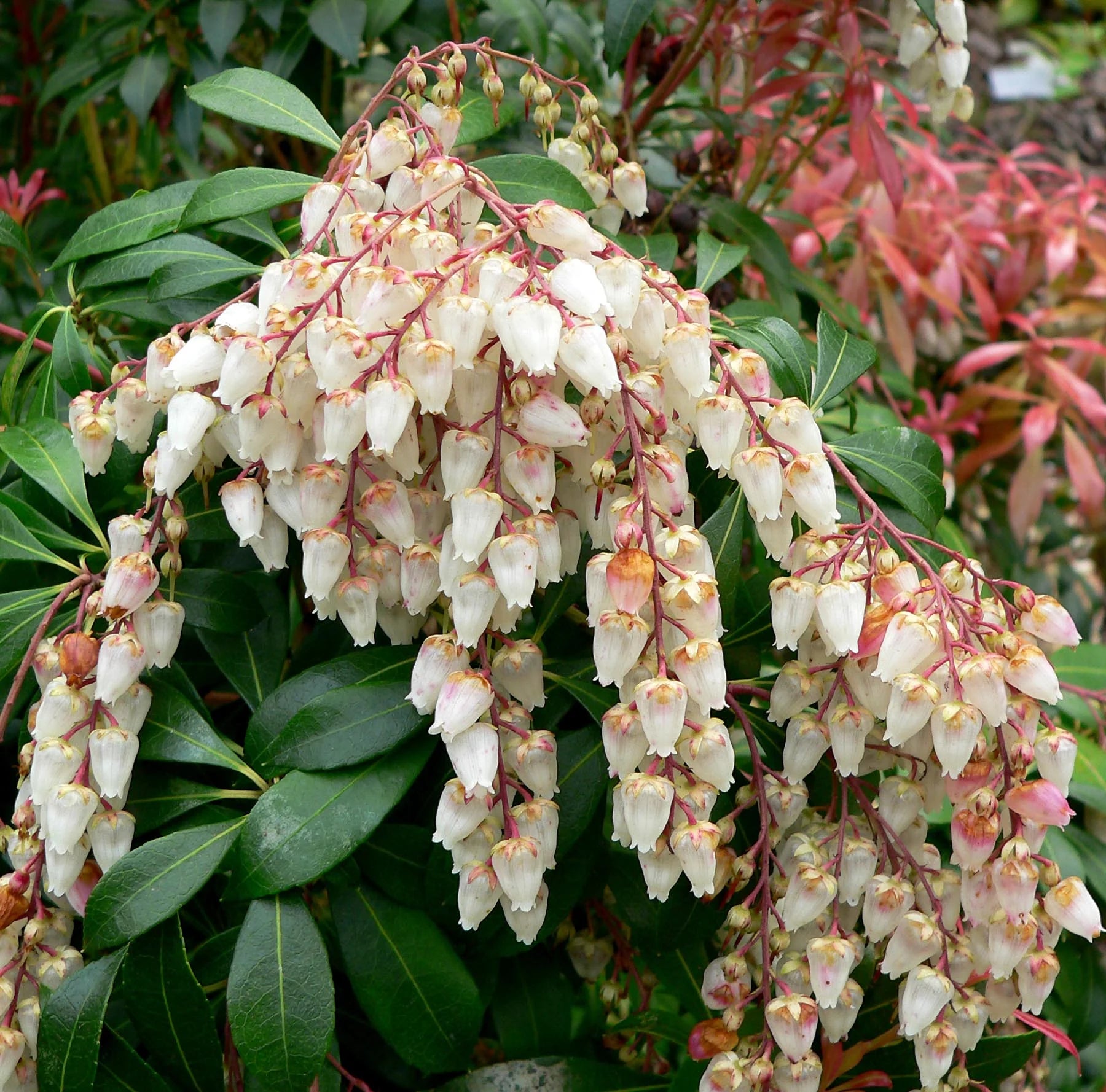 Pieris Assorted (Pieris spp.) - Ladybird Nursery