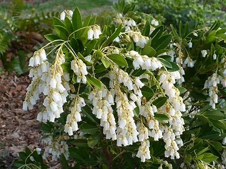 Pieris Temple Bells (Pieris) - Ladybird Nursery