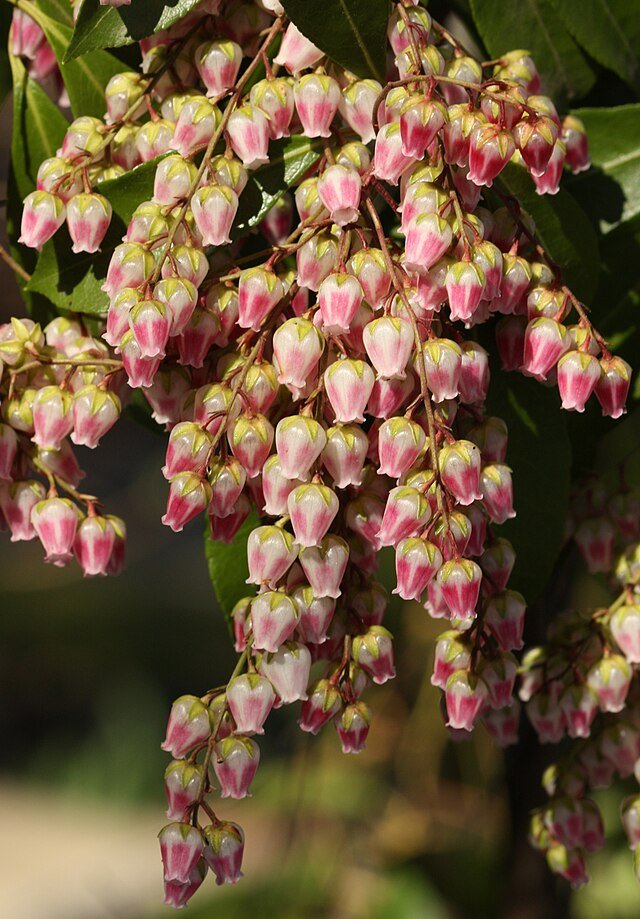 Pieris Assorted (Pieris spp.) - Ladybird Nursery