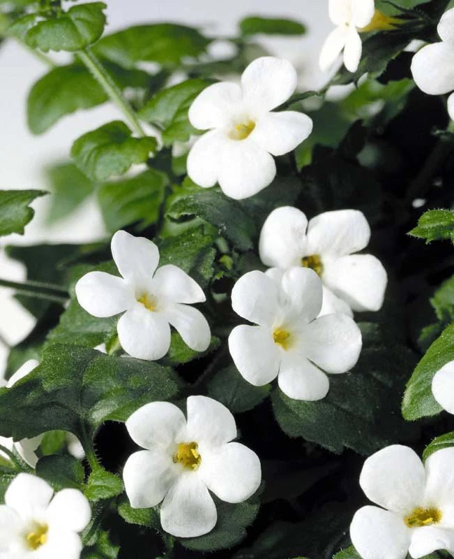 Bacopa (Bacopa Cabana) - Ladybird Nursery