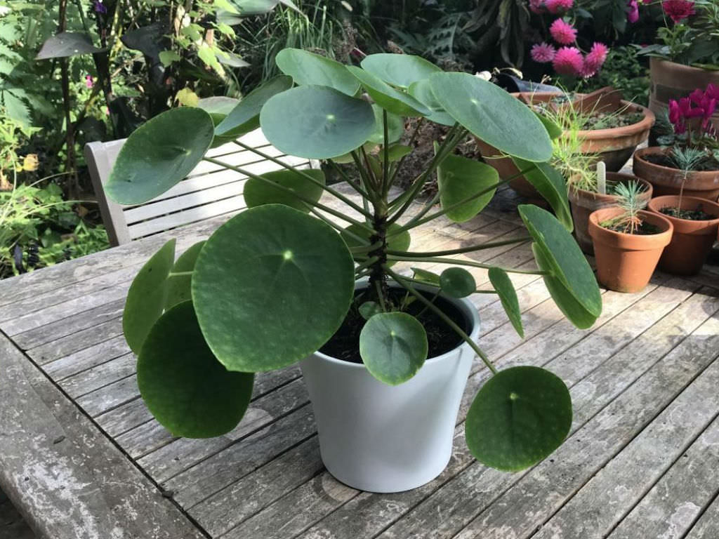 Chinese Money Plant (Pilea peperomioides)