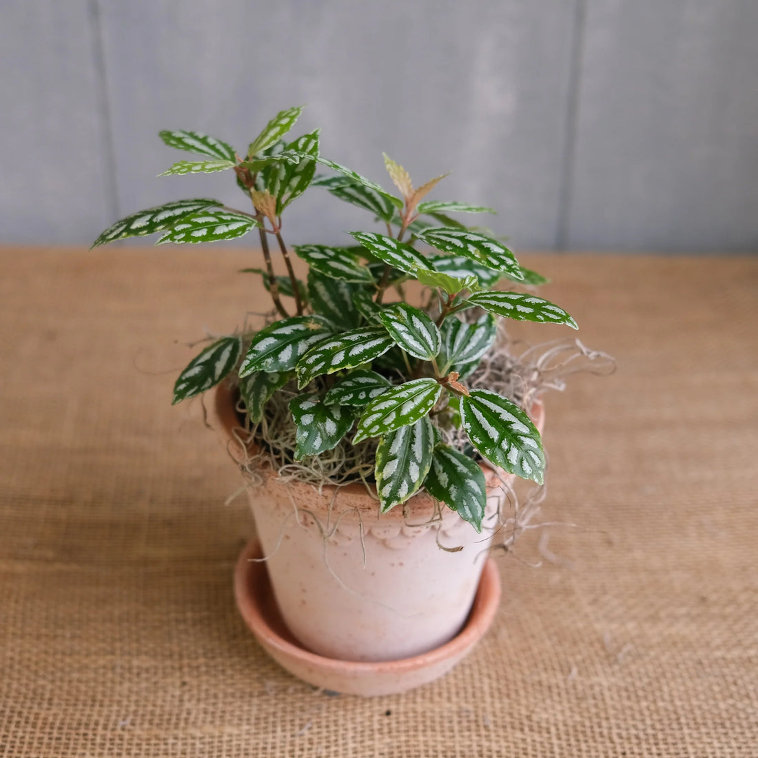Aluminum Plant Aluminium (Pilea cadierei) - Ladybird Nursery