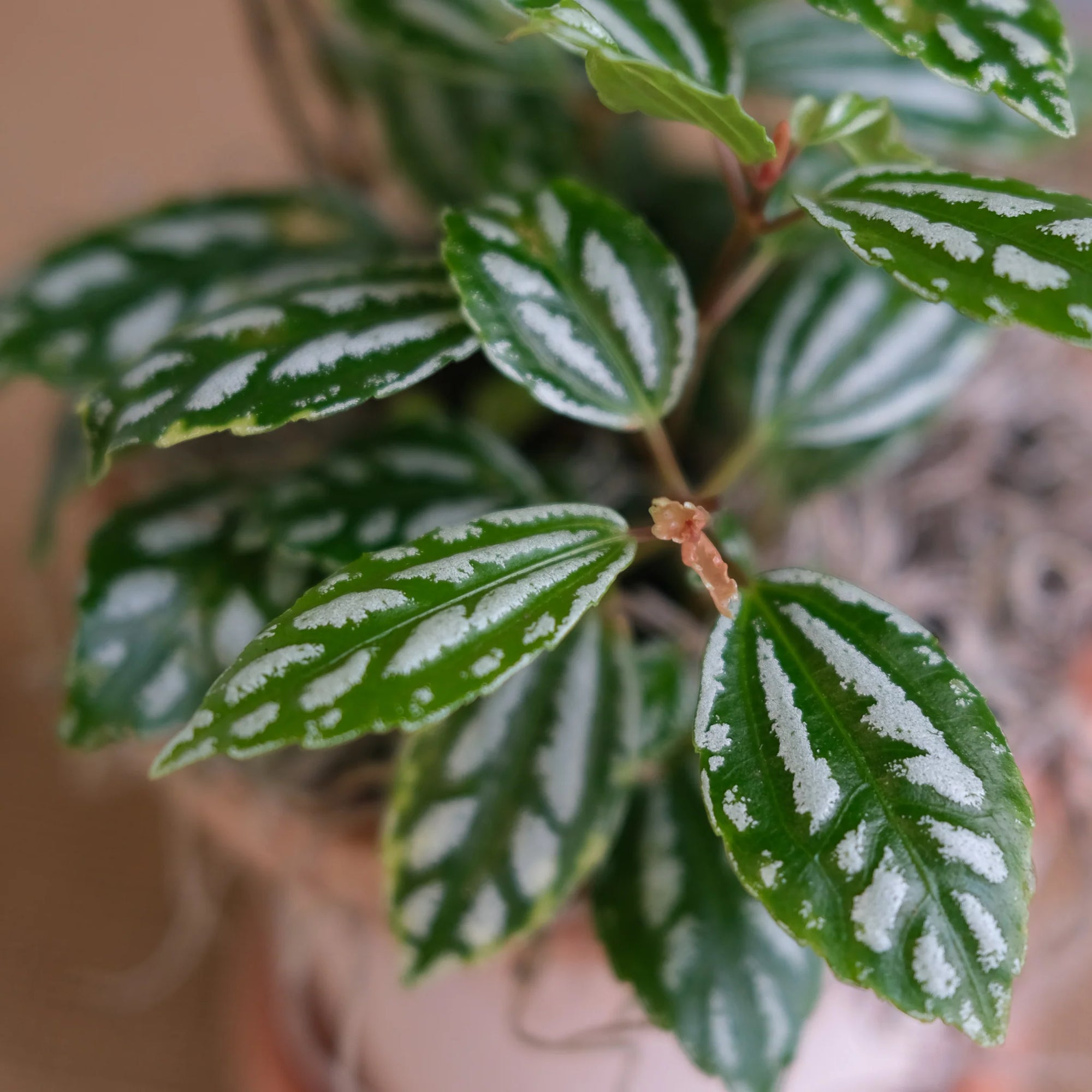 Aluminum Plant Aluminium (Pilea cadierei) - Ladybird Nursery